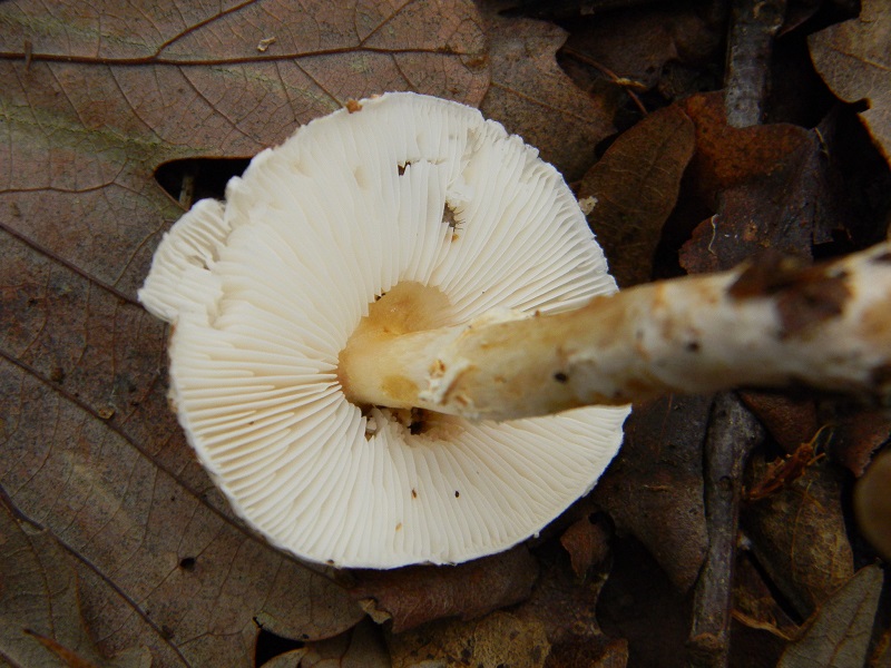 37) Fotogr.il 29.11.2014.sotto Quercia