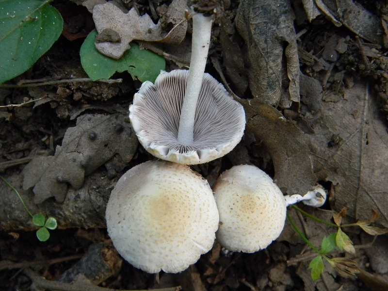 8)Fotogr.il 12.07.2011sotto Quercia