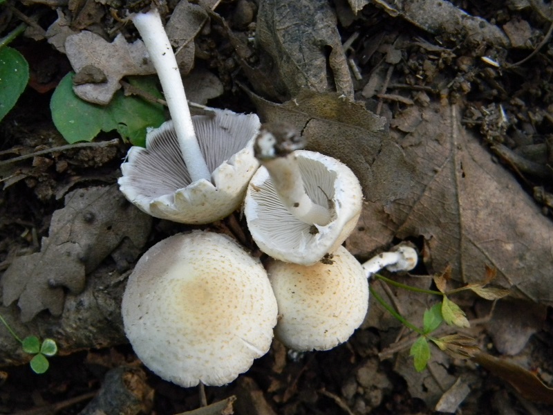 8)Fotogr.il 12.07.2011sotto Quercia