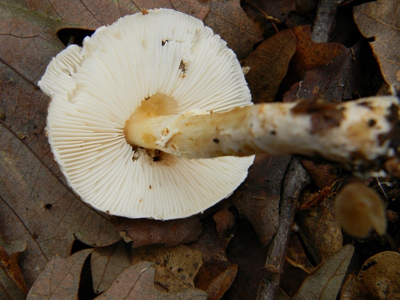 37) Fotogr.il 29.11.2014.sotto Quercia