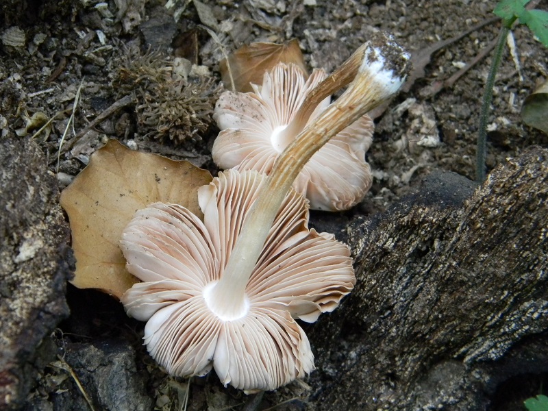 2)Fotogr.il 12.07.2011 sotto Quercia ligmnicolo