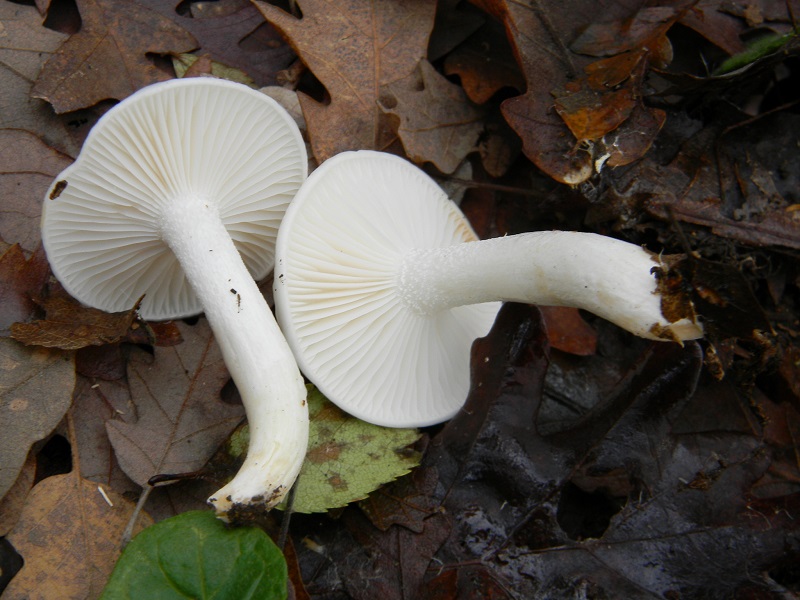 31) Fotogr.il 29.11.2014.sotto Qurcia