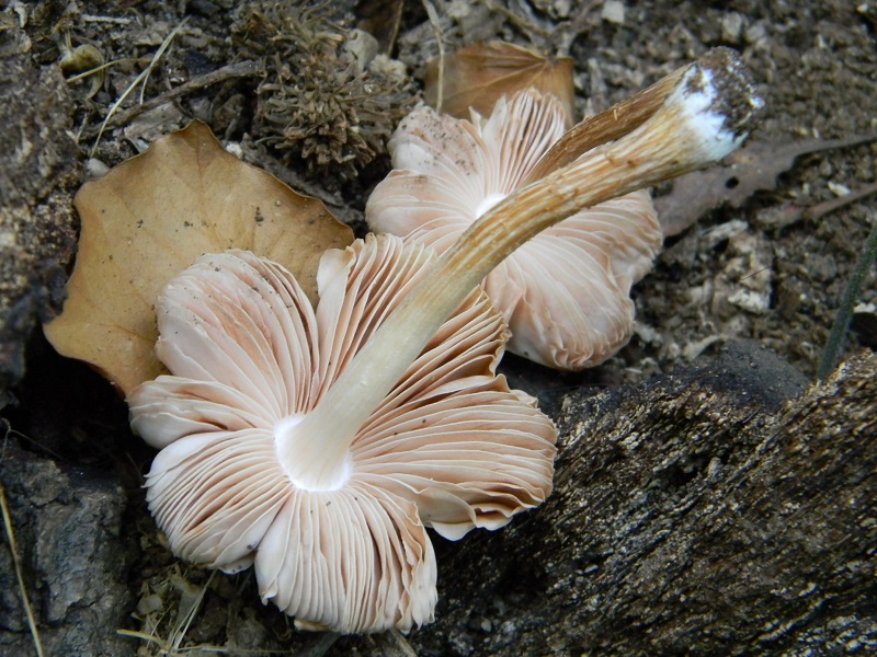 2)Fotogr.il 12.07.2011 sotto Quercia ligmnicolo