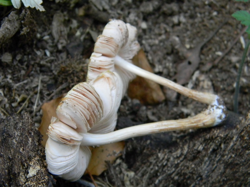 2)Fotogr.il 12.07.2011 sotto Quercia ligmnicolo