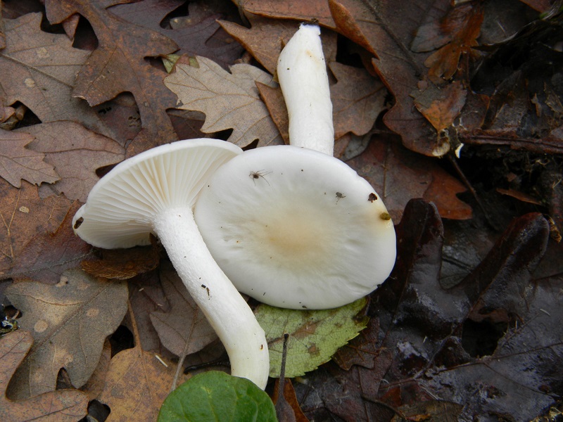 31) Fotogr.il 29.11.2014.sotto Qurcia