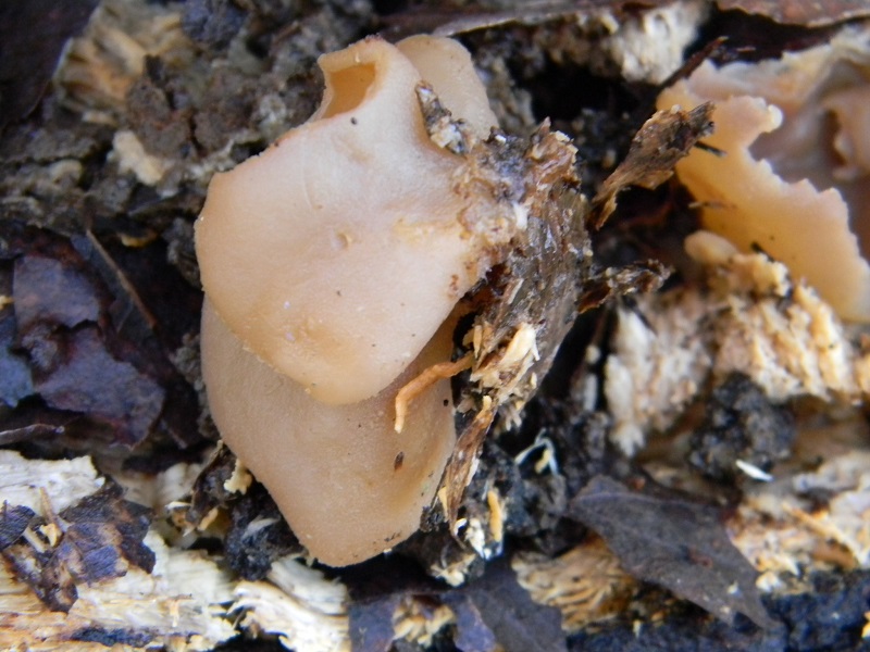 13) Fotogr. il 14.02.2014. sotto Quercia