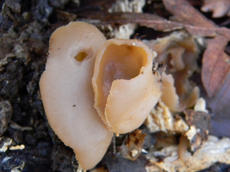 13) Fotogr. il 14.02.2014. sotto Quercia