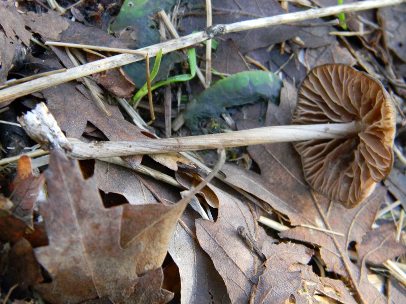 14) Fotogr.il 14.02.2014. sotto Quercia