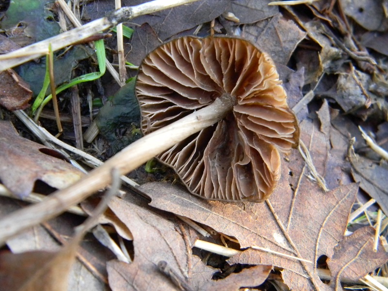 14) Fotogr.il 14.02.2014. sotto Quercia