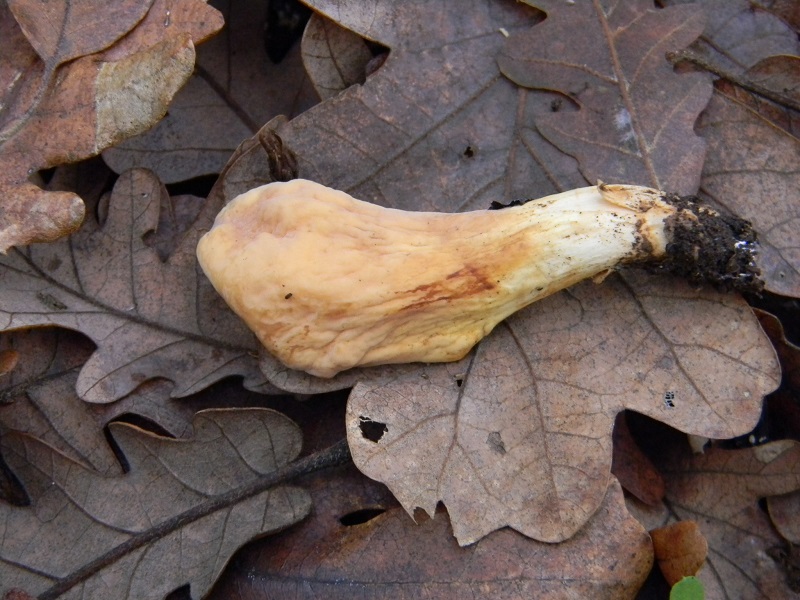 30) Fotogr.il 29.11.2014.sotto Quercia