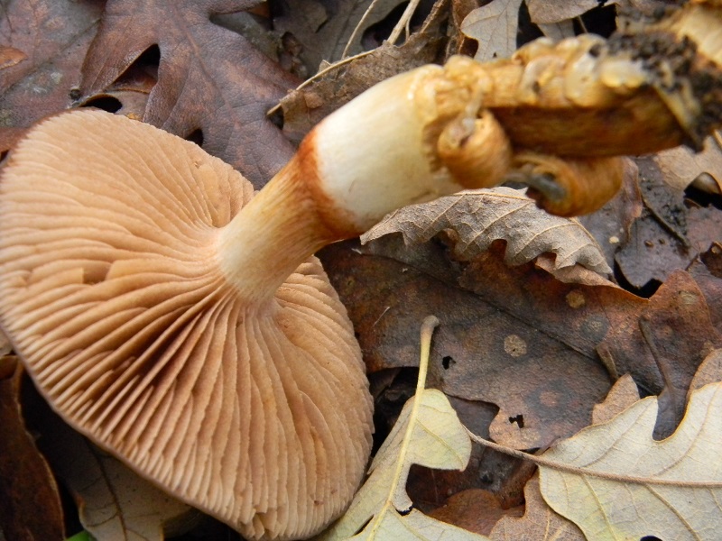 32) Fotogr.il 29.11.2014.sotto Quercia