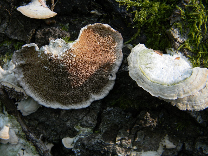 5)Fotogr.il 12.07.2011.sotto Quercia lignicolo