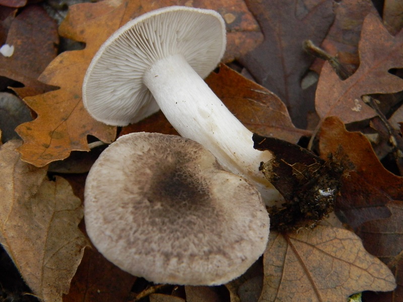 36) Fotogr.il 29.11.2014.sotto Quercia