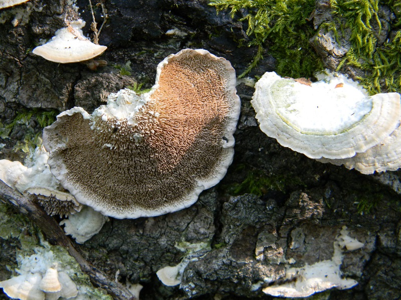 5)Fotogr.il 12.07.2011.sotto Quercia lignicolo