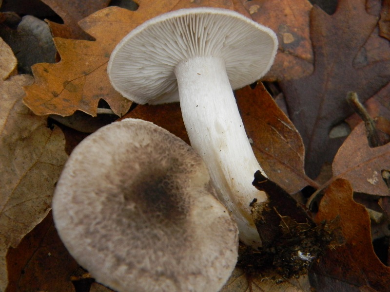 36) Fotogr.il 29.11.2014.sotto Quercia