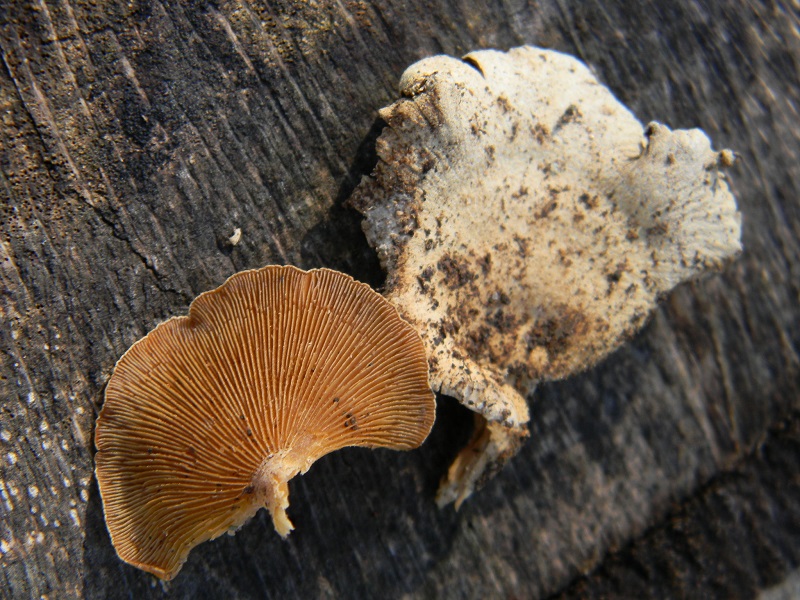 19) Fotogr. il 14.02.2014.sotto Quercia