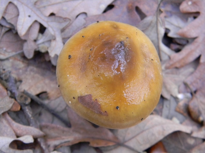 25) Fotogr.il 29.11.2014. sotto Quercia