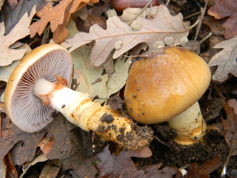 25) Fotogr.il 29.11.2014. sotto Quercia