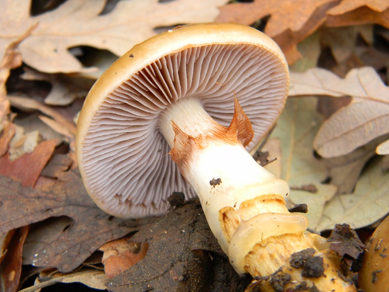 25) Fotogr.il 29.11.2014. sotto Quercia