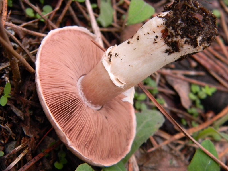 1) Fotogr.il 30.11.2014.sotto pineta marina con Leccio