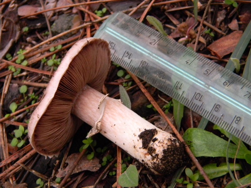 1) Fotogr.il 30.11.2014.sotto pineta marina con Leccio