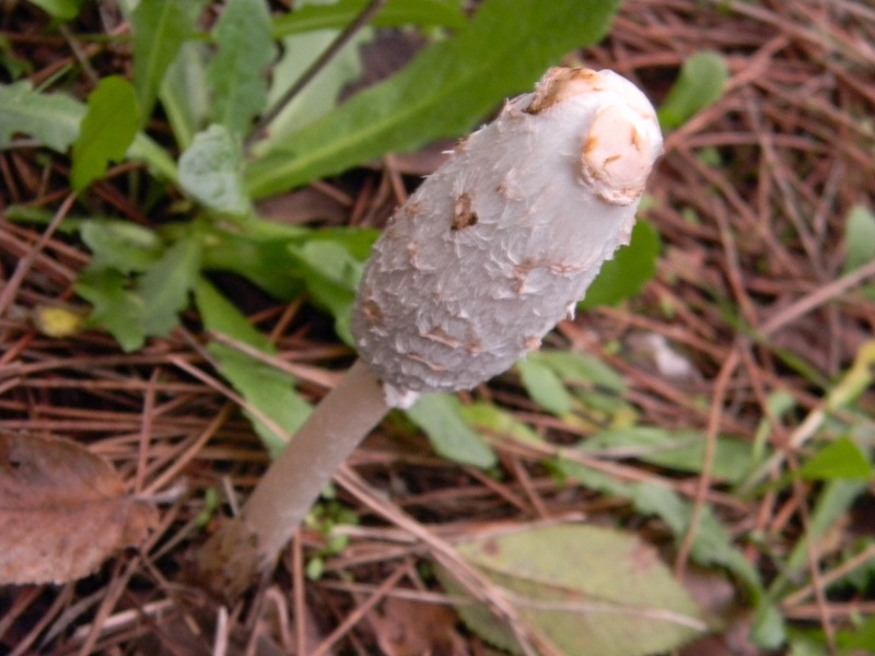 2) Fotogr.il 30.11.2014.sotto pineta marina con Leccio