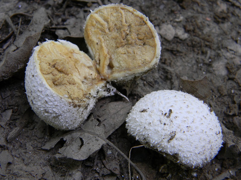 12)Fotogr.il 12.07.2011.sotto Quercia ultimo del 12.07.