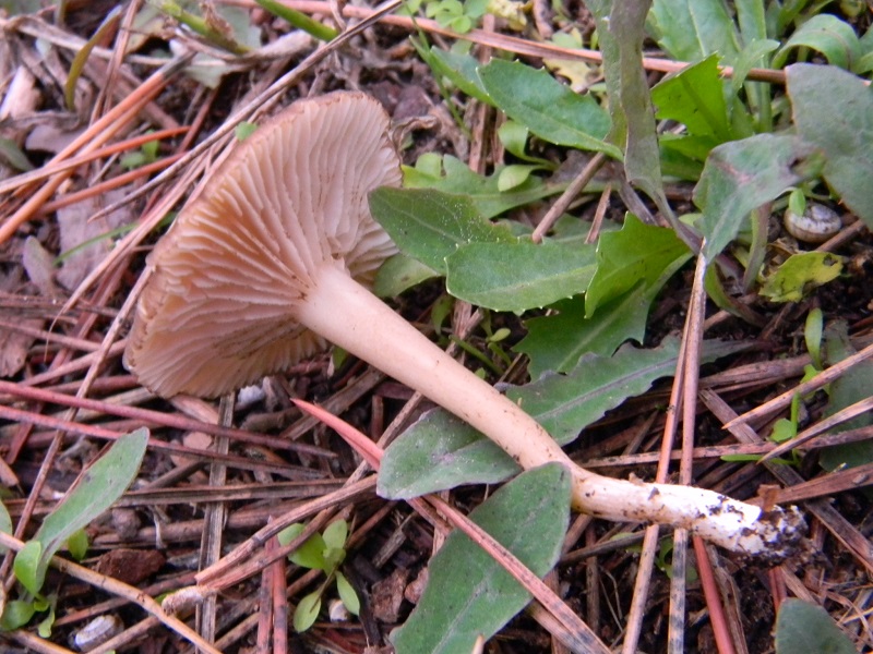 3) Fotogr.il 30.11.2014.sotto pineta marina con Leccio