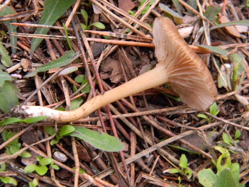 3) Fotogr.il 30.11.2014.sotto pineta marina con Leccio