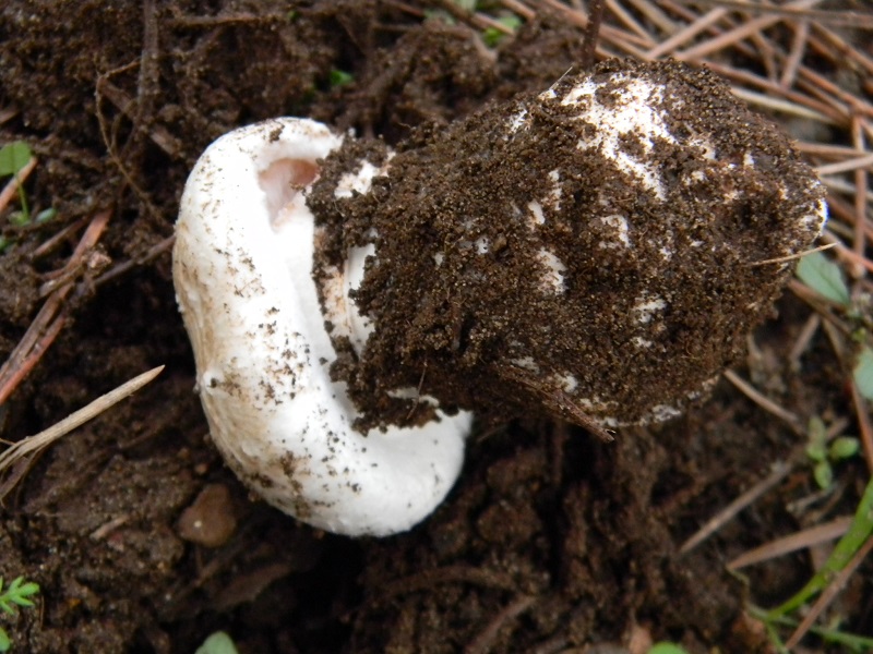 4) Fotogr.il 30.11.2014.sotto pineta marina con Leccio