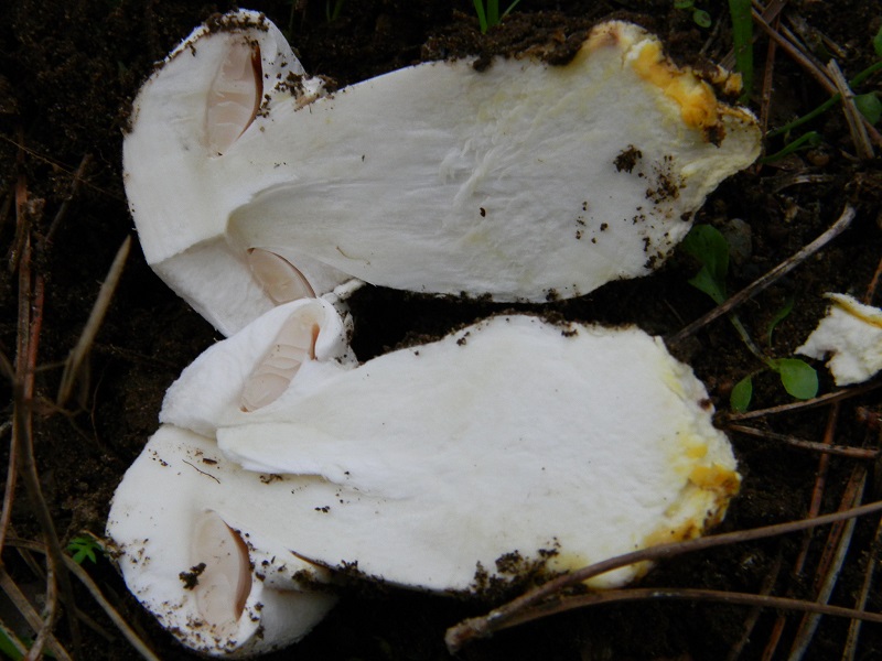 4) Fotogr.il 30.11.2014.sotto pineta marina con Leccio