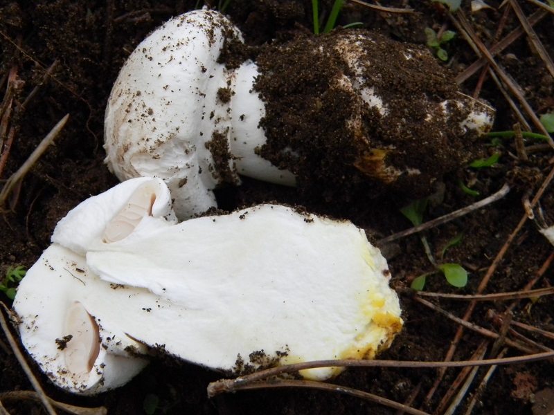 4) Fotogr.il 30.11.2014.sotto pineta marina con Leccio