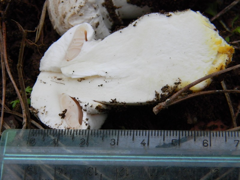 4) Fotogr.il 30.11.2014.sotto pineta marina con Leccio