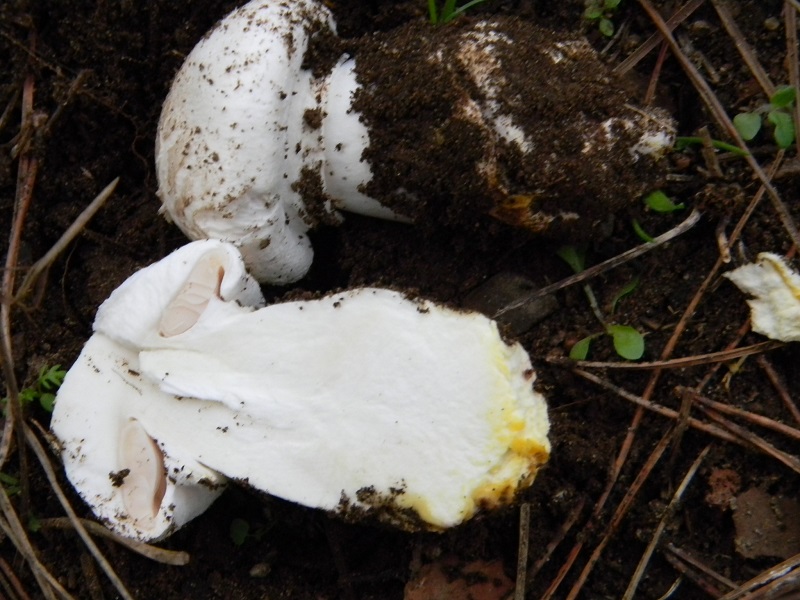 4) Fotogr.il 30.11.2014.sotto pineta marina con Leccio