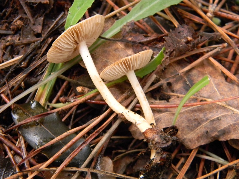 6) Fotogr.il 30.11.2014.sotto pineta marina con Leccio