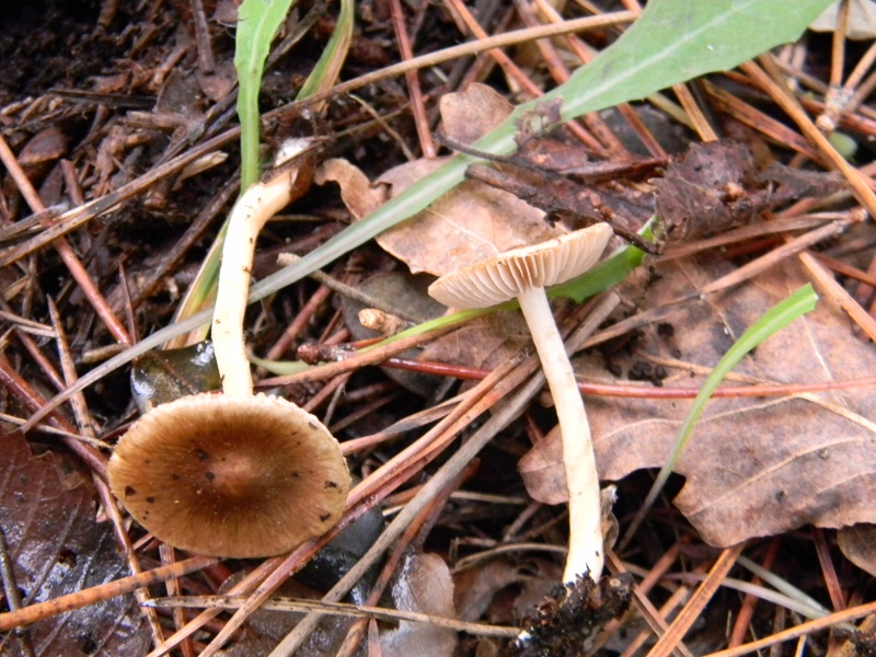 6) Fotogr.il 30.11.2014.sotto pineta marina con Leccio