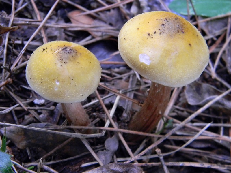 5) Fotogr.il 30.11.2014.sotto pineta marina con Leccio