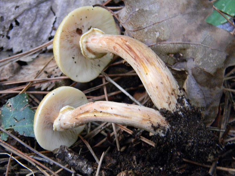 5) Fotogr.il 30.11.2014.sotto pineta marina con Leccio