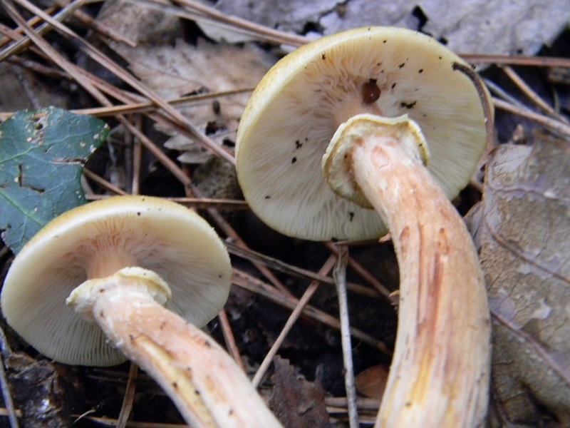 5) Fotogr.il 30.11.2014.sotto pineta marina con Leccio