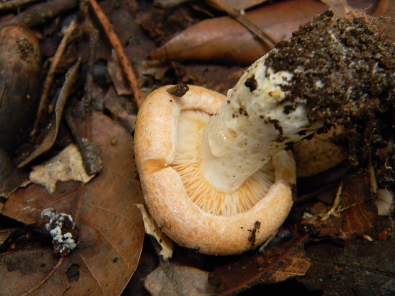 9)Fotogr.il 30.11.2014.sotto pineta marina con Leccio