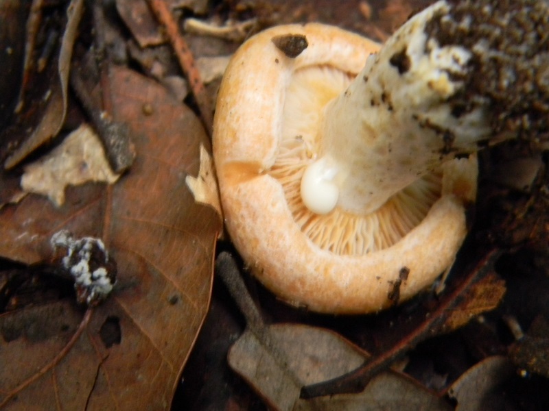 9)Fotogr.il 30.11.2014.sotto pineta marina con Leccio