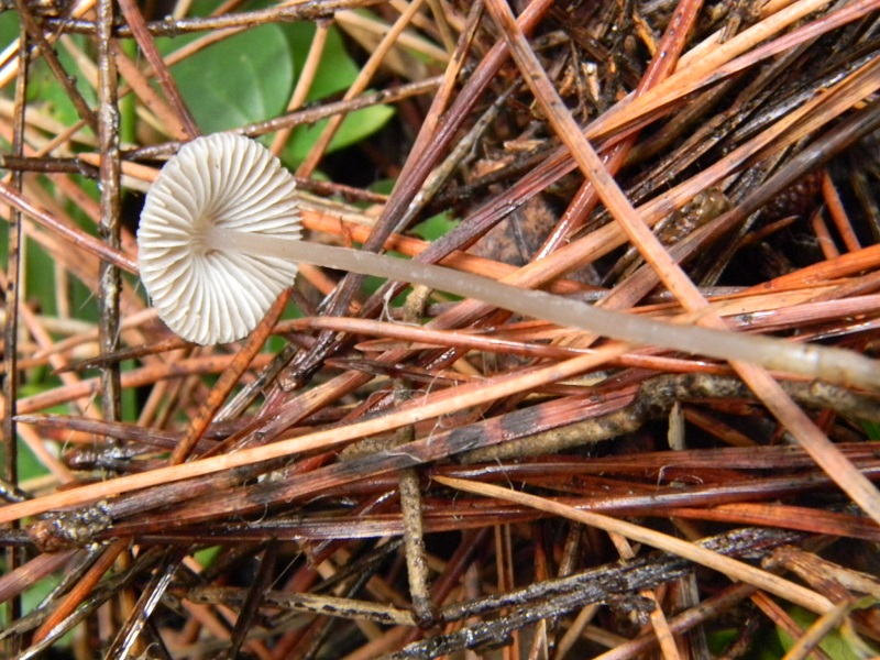 14) Fotogr.il 30.11.2014.sotto pineta marina con Leccio