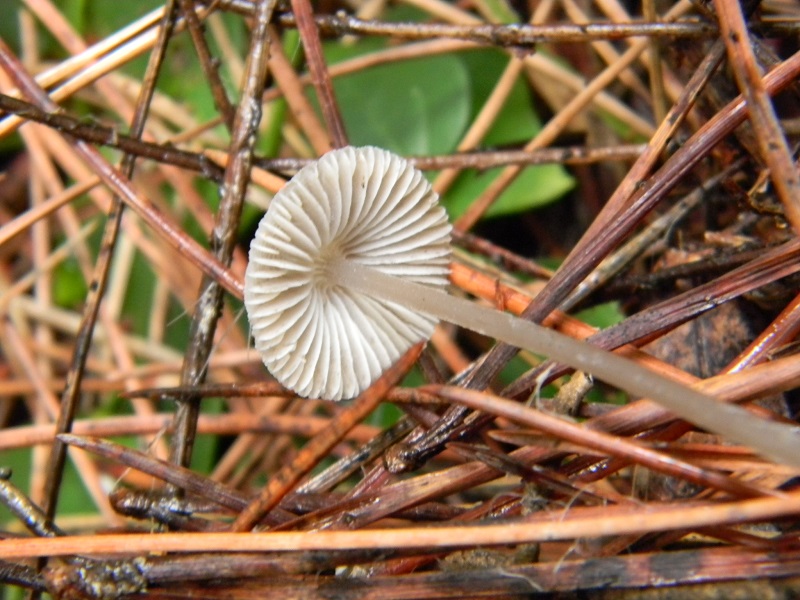 14) Fotogr.il 30.11.2014.sotto pineta marina con Leccio