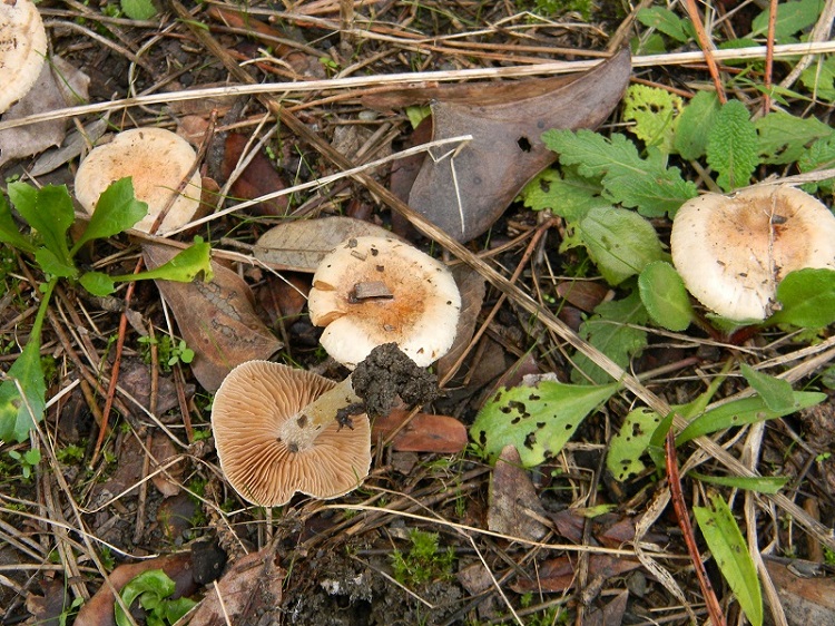 12)Fotogr.il 30.11.2014.sotto pineta marina con Leccio