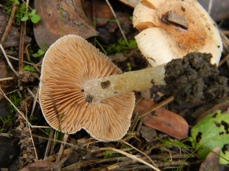 12)Fotogr.il 30.11.2014.sotto pineta marina con Leccio