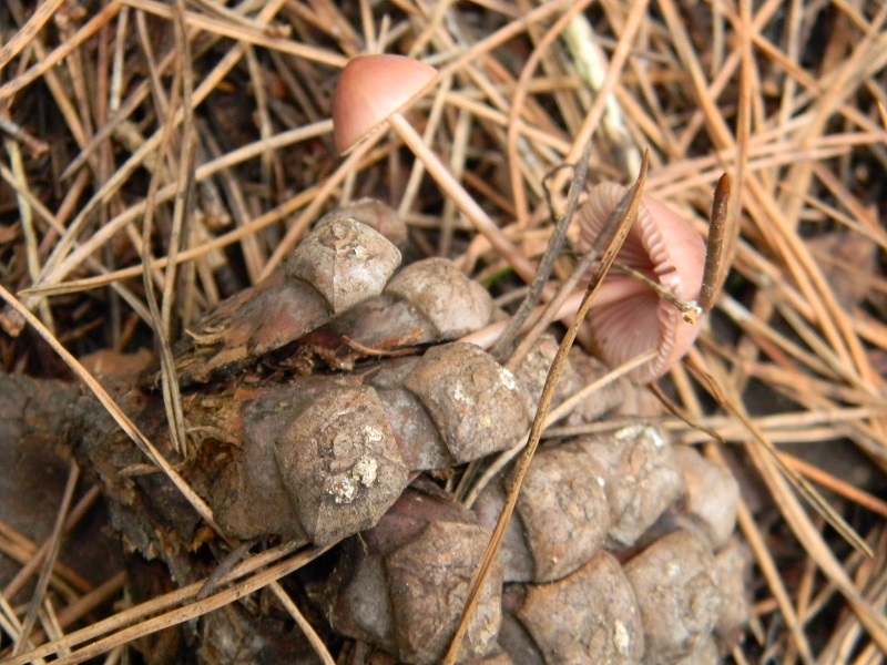 13)Fotogr.il 30.11.2014.sotto pineta marina con Leccio
