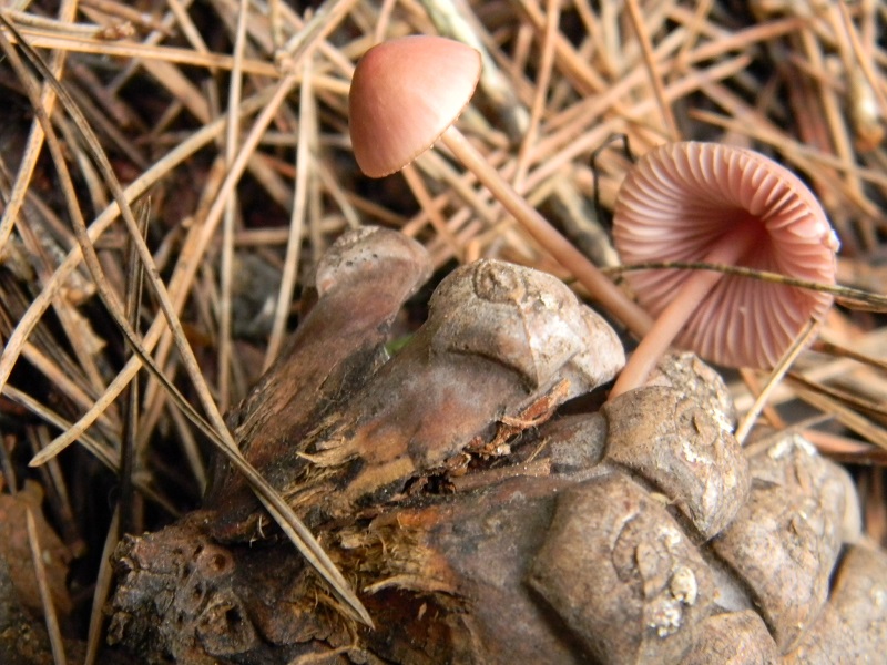 13)Fotogr.il 30.11.2014.sotto pineta marina con Leccio