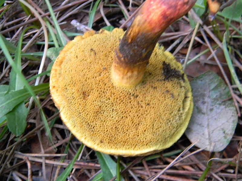 1) Fotogr.il 5.11.2016.sotto pineta marina con Leccio