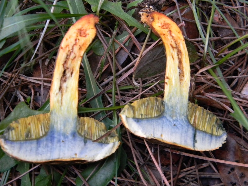 1) Fotogr.il 5.11.2016.sotto pineta marina con Leccio