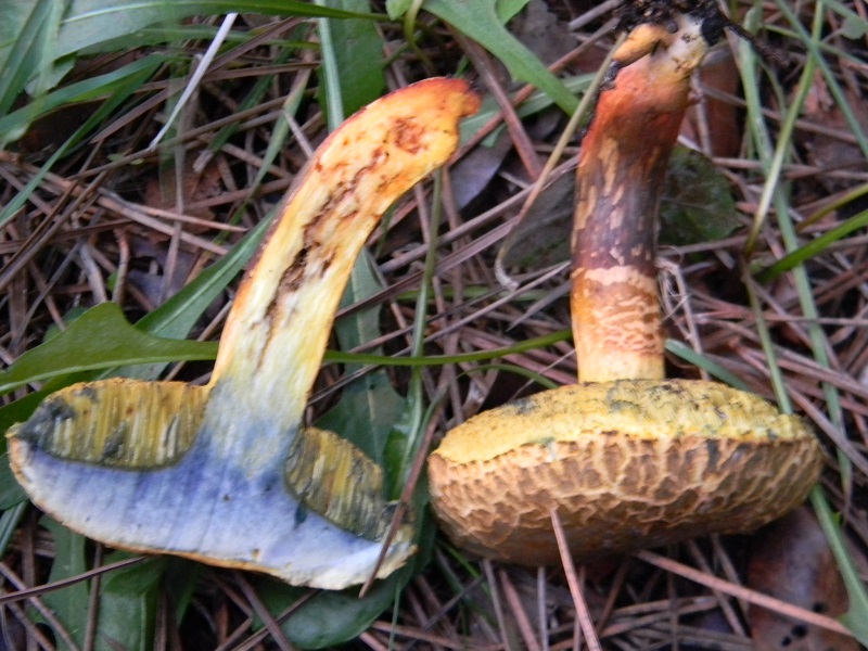 1) Fotogr.il 5.11.2016.sotto pineta marina con Leccio